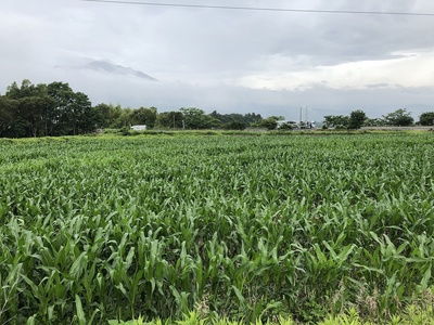 とうもろこし迷路3 とうもろこし迷路3