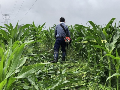 とうもろこし迷路6 とうもろこし迷路6