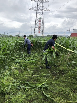 とうもろこし迷路7 とうもろこし迷路7