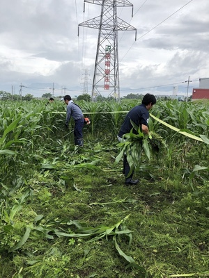 とうもろこし迷路7