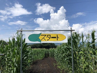 とうもろこし迷路11 とうもろこし迷路11