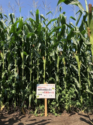 とうもろこし迷路13 とうもろこし迷路13