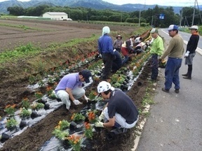 森下地区の花植え