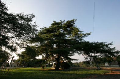 追分十二様の松