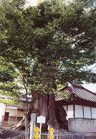 雲昌寺の大ケヤキ